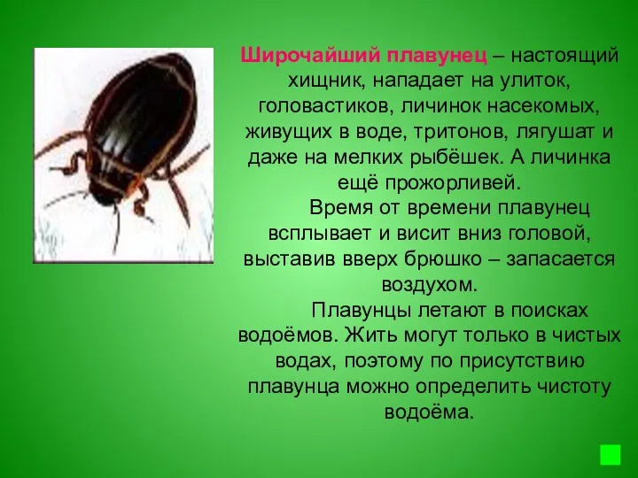 Широчайший плавунец – настоящий хищник, нападает на улиток, головастиков, личинок