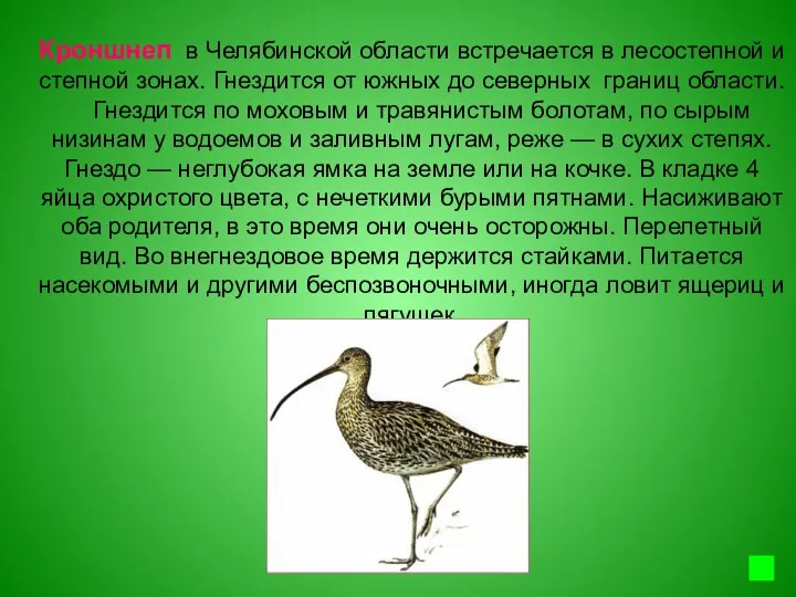 Кроншнеп в Челябинской области встречается в лесостепной и степной зонах.