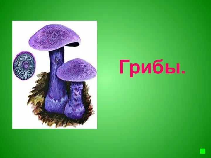 Грибы.