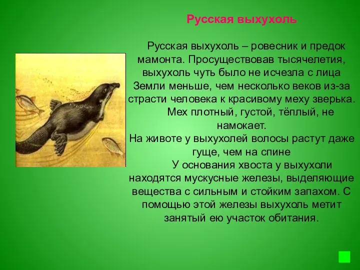 Русская выхухоль Русская выхухоль – ровесник и предок мамонта. Просуществовав