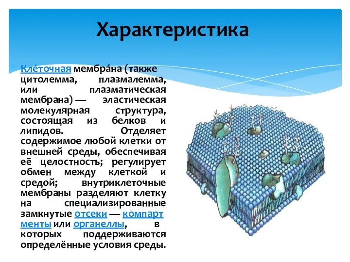 Кле́точная мембра́на (также цитолемма, плазмалемма, или плазматическая мембрана) — эластическая