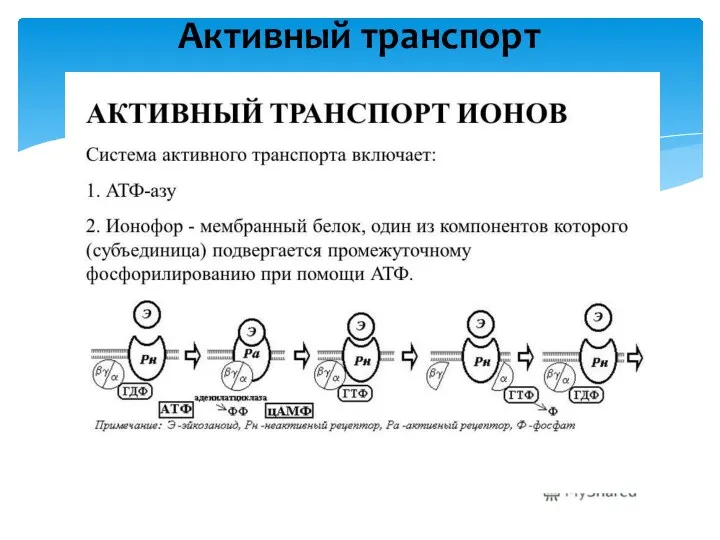 Активный транспорт