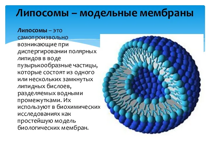 Липосомы – модельные мембраны Липосомы – это самопроизвольно возникающие при