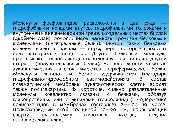 Молекулы фосфолипидов расположены в два ряда — гидрофобными концами внутрь,