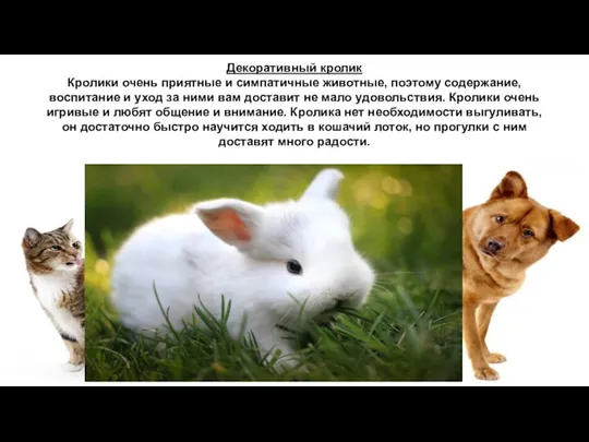 Декоративный кролик Кролики очень приятные и симпатичные животные, поэтому содержание, воспитание и уход