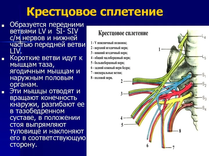 Крестцовое сплетение Образуется передними ветвями LV и SI- SIV с/м нервов и нижней