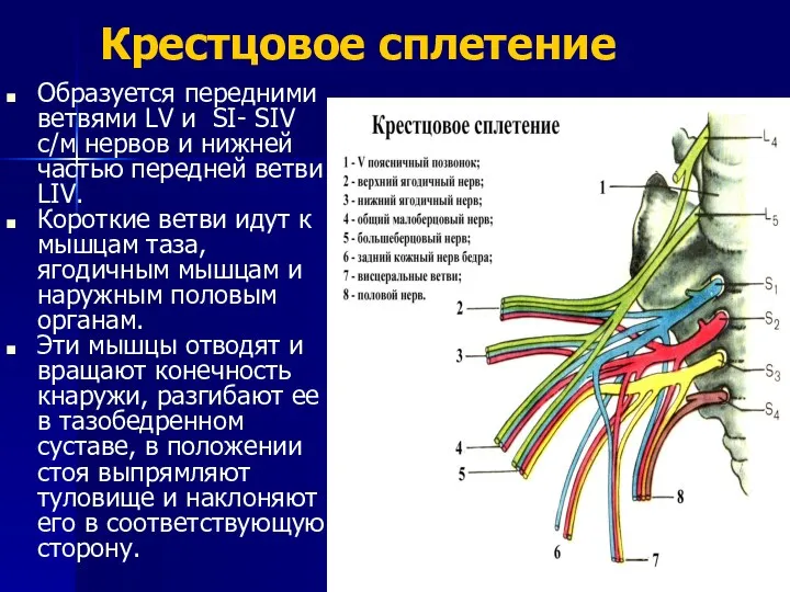 Крестцовое сплетение Образуется передними ветвями LV и SI- SIV с/м