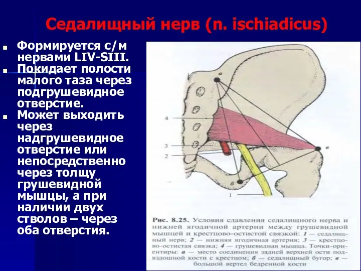 Седалищный нерв (n. ischiadicus) Формируется с/м нервами LIV-SIII. Покидает полости малого таза через