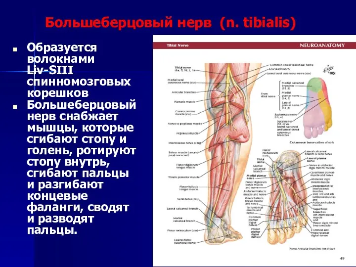 Большеберцовый нерв (n. tibialis) Образуется волокнами Liv-SIII спинномозговых корешков Большеберцовый нерв снабжает мышцы,