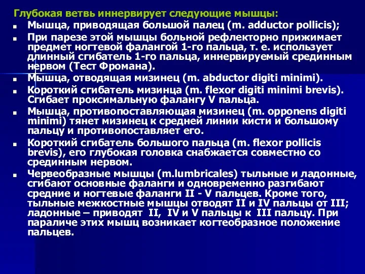 Глубокая ветвь иннервирует следующие мышцы: Мышца, приводящая большой палец (m. adductor pollicis); При