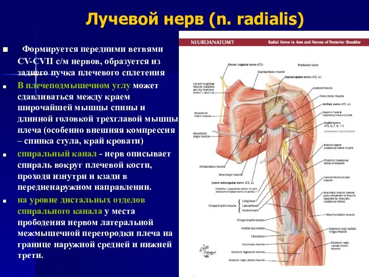 Лучевой нерв (n. radialis) Формируется передними ветвями CV-CVII с/м нервов, образуется из заднего