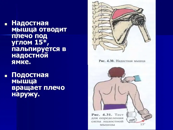 Надостная мышца отводит плечо под углом 15*, пальпируется в надостной ямке. Подостная мышца вращает плечо наружу.