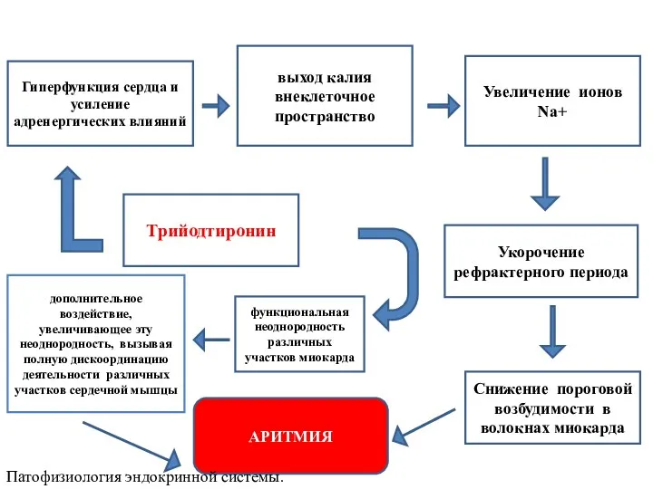 Трийодтиронин выход калия внеклеточное пространство Увеличение ионов Nа+ Укорочение рефрактерного