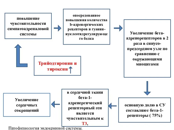 Трийодтиронин и тироксин опосредованное повышения количества b-адренергических рецепторов и гуанин-нуклеотидрегулирующего