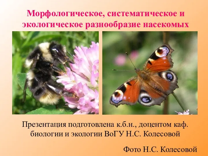 Морфологическое, систематическое и экологическое разнообразие насекомых Фото Н.С. Колесовой Презентация