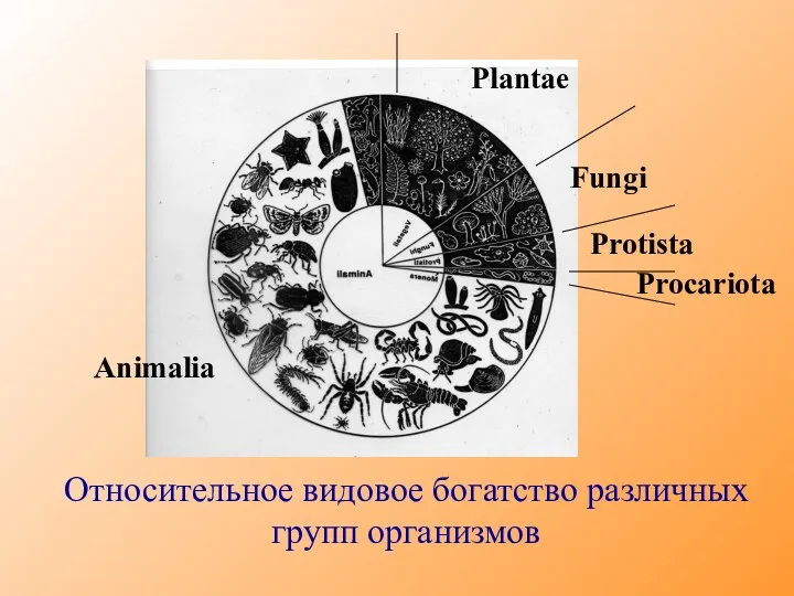 Plantae Fungi Protista Animalia Относительное видовое богатство различных групп организмов Procariota