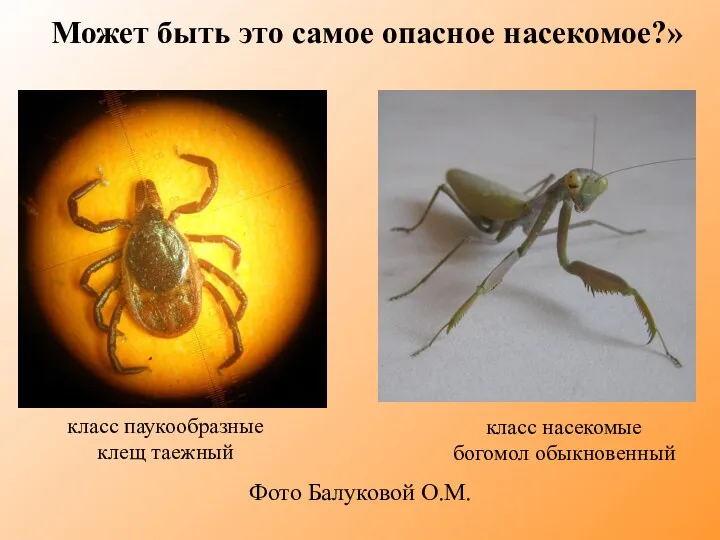 Может быть это самое опасное насекомое?» Фото Балуковой О.М. класс
