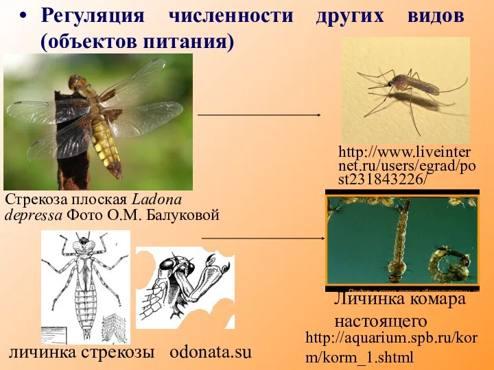 Регуляция численности других видов (объектов питания) Стрекоза плоская Ladona depressa