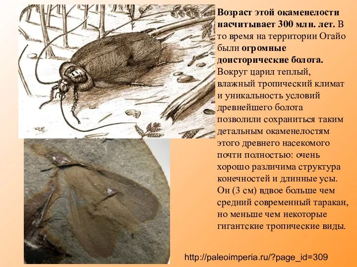 http://paleoimperia.ru/?page_id=309 Возраст этой окаменелости насчитывает 300 млн. лет. В то