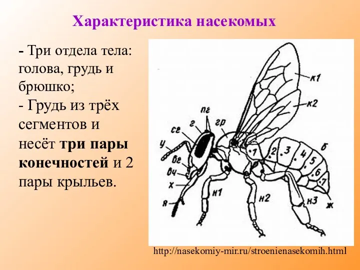 Характеристика насекомых http://nasekomiy-mir.ru/stroenienasekomih.html - Три отдела тела: голова, грудь и