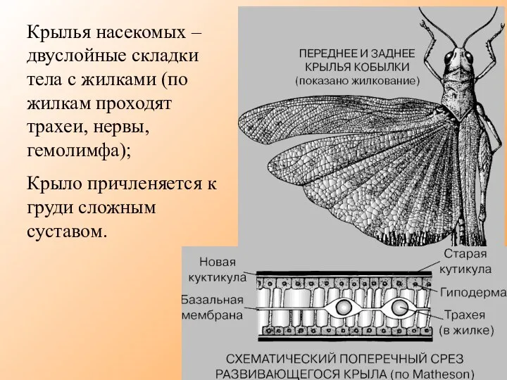 Крылья насекомых – двуслойные складки тела с жилками (по жилкам
