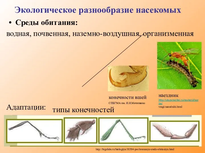 Экологическое разнообразие насекомых Среды обитания: водная, почвенная, наземно-воздушная, организменная Адаптации: