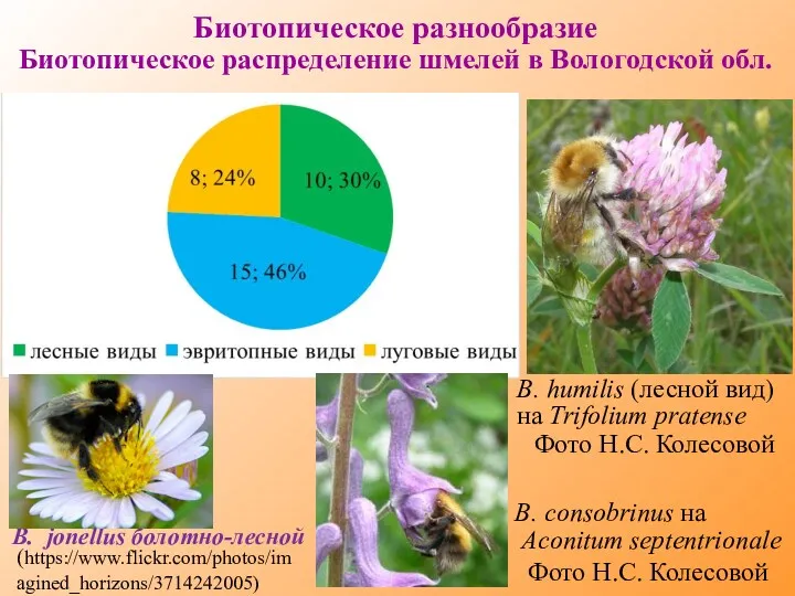 Биотопическое разнообразие Биотопическое распределение шмелей в Вологодской обл. B. consobrinus