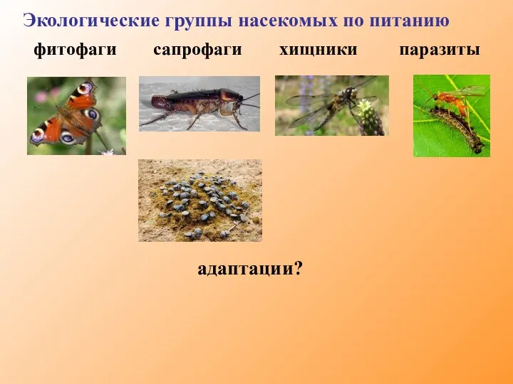 фитофаги сапрофаги хищники паразиты Экологические группы насекомых по питанию адаптации?
