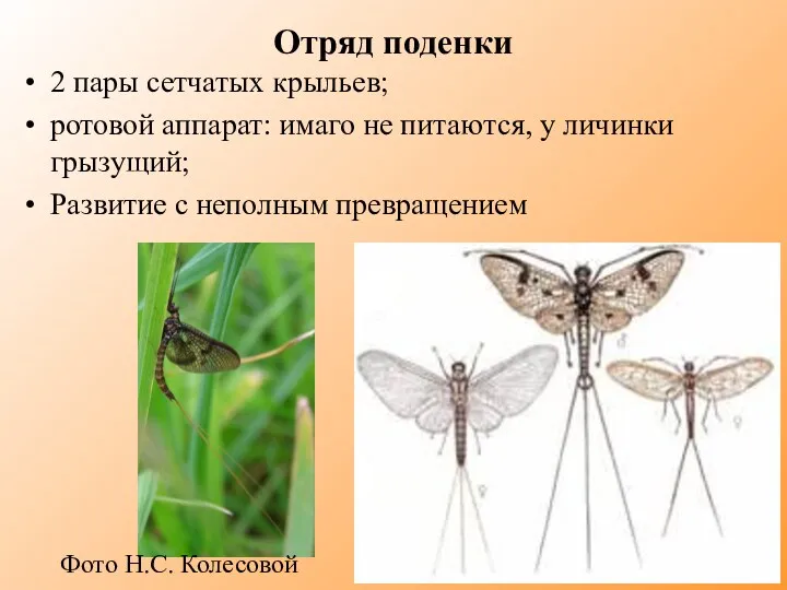 Отряд поденки 2 пары сетчатых крыльев; ротовой аппарат: имаго не
