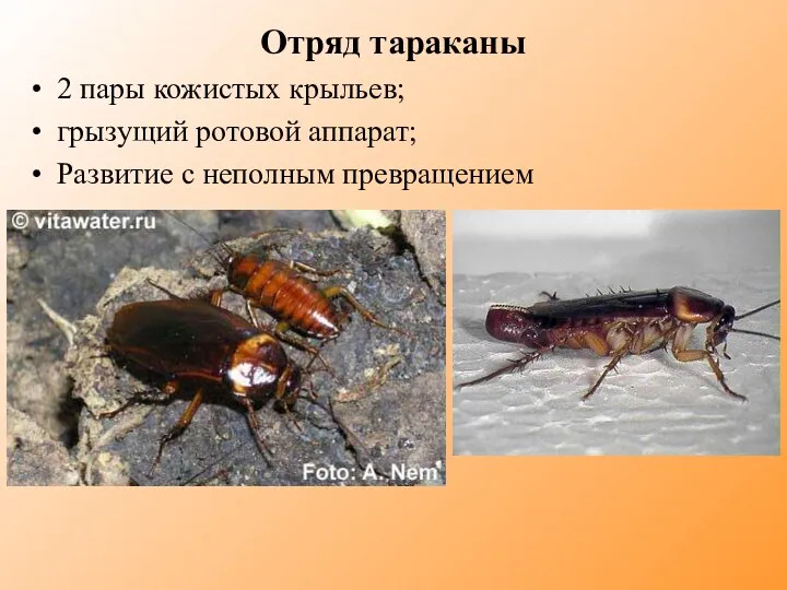 Отряд тараканы 2 пары кожистых крыльев; грызущий ротовой аппарат; Развитие с неполным превращением