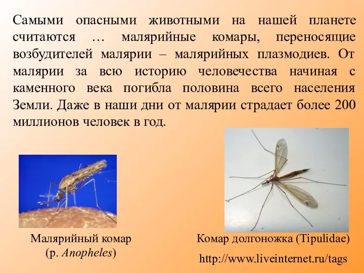 Самыми опасными животными на нашей планете считаются … малярийные комары,
