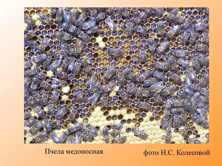 Пчела медоносная фото Н.С. Колесовой