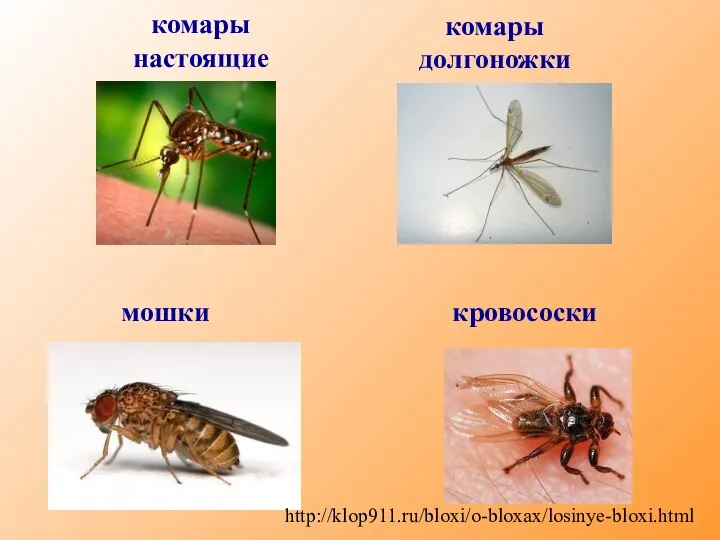комары настоящие комары долгоножки мошки http://klop911.ru/bloxi/o-bloxax/losinye-bloxi.html кровососки