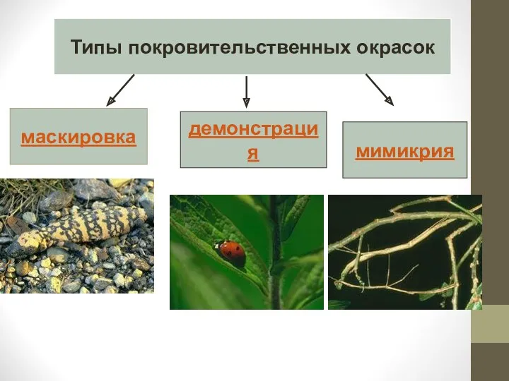 Типы покровительственных окрасок маскировка демонстрация мимикрия