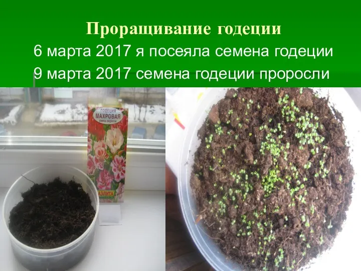 Проращивание годеции 6 марта 2017 я посеяла семена годеции 9 марта 2017 семена годеции проросли