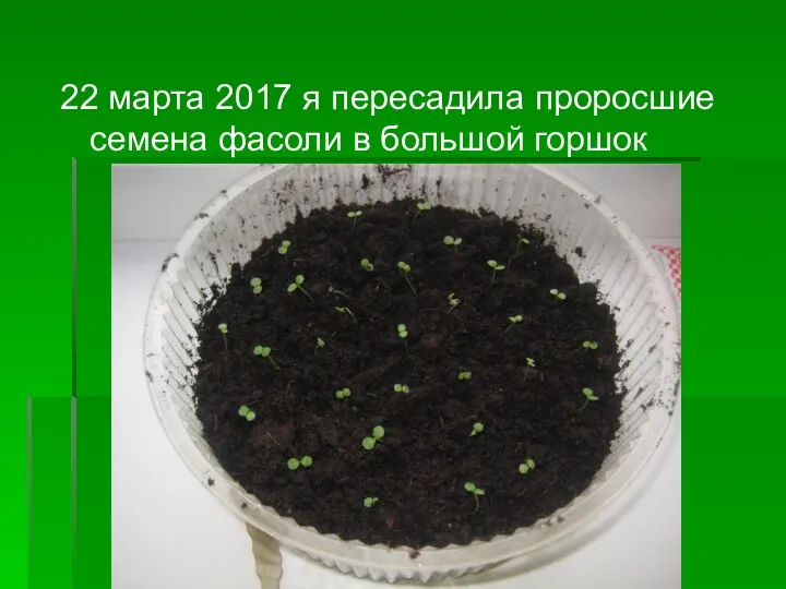 22 марта 2017 я пересадила проросшие семена фасоли в большой горшок