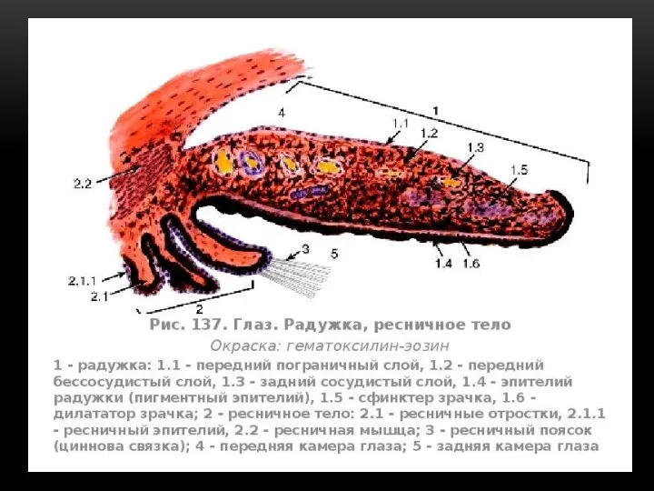 РАДУЖКА И ХРУСТАЛИК