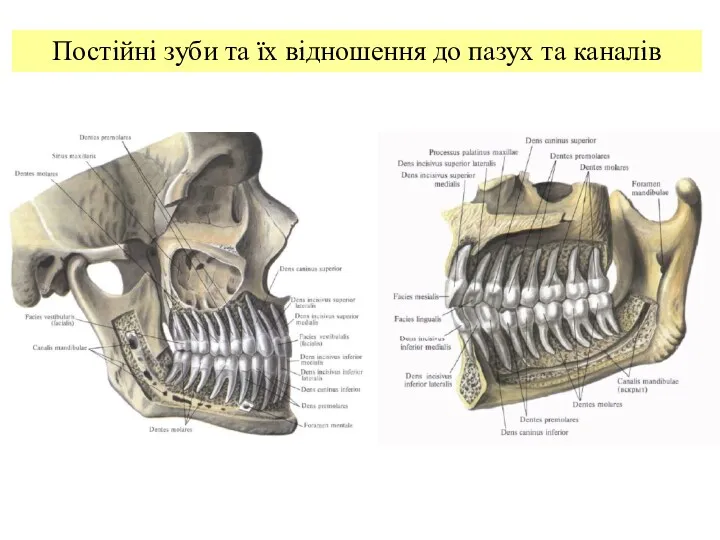 Постійні зуби та їх відношення до пазух та каналів