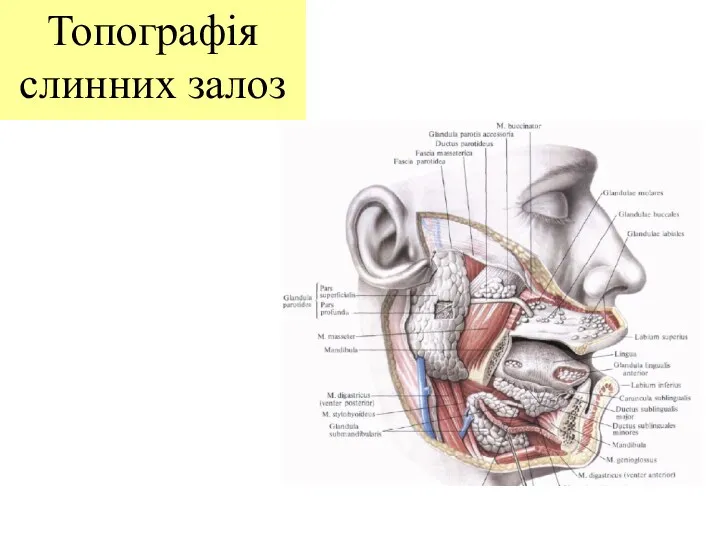 Топографія слинних залоз