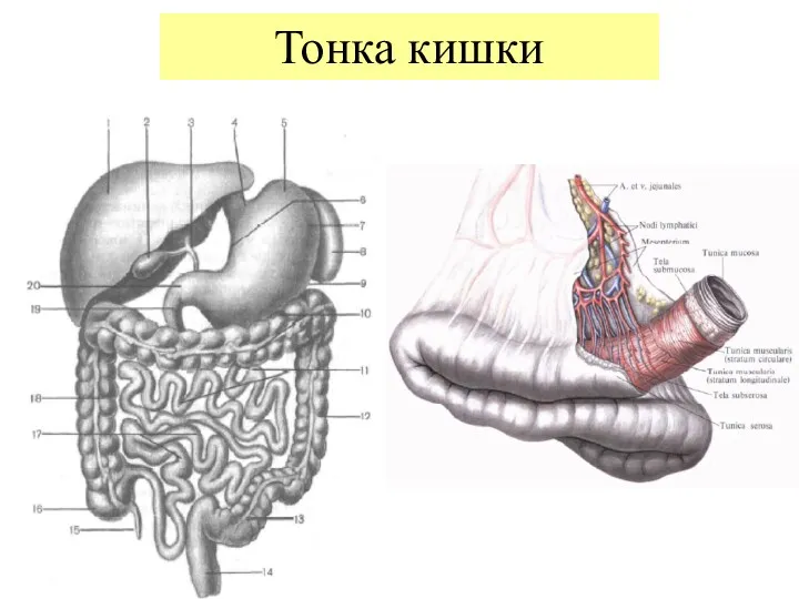 Тонка кишки