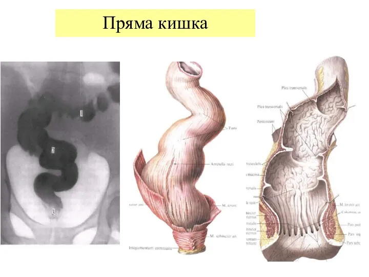 Пряма кишка