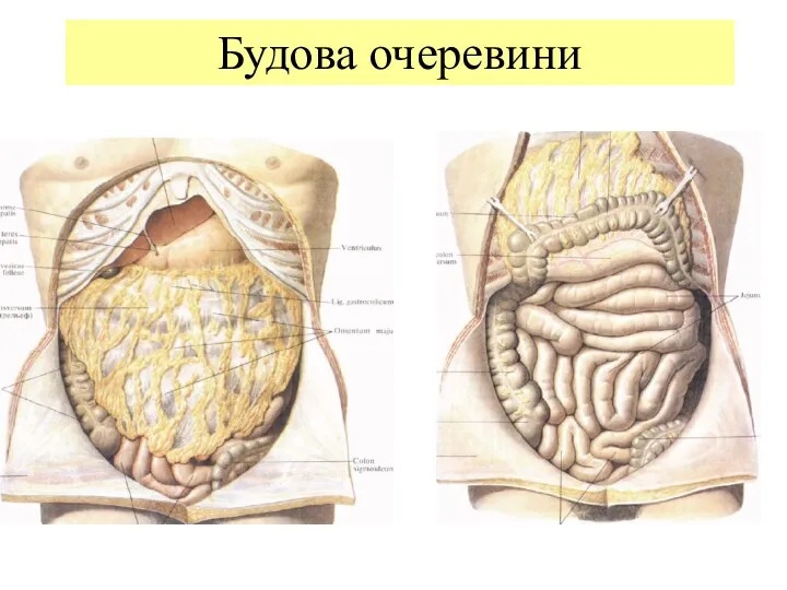 Будова очеревини