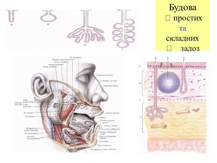 Будова ? простих та складних ? залоз