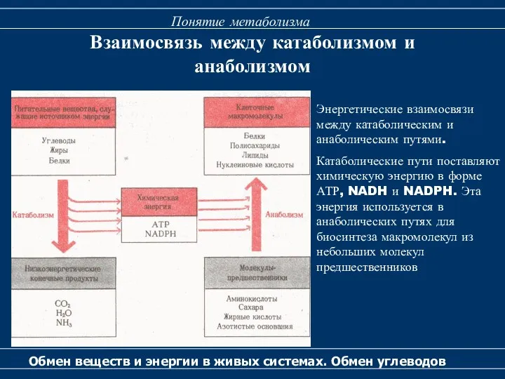 Взаимосвязь между катаболизмом и анаболизмом Обмен веществ и энергии в