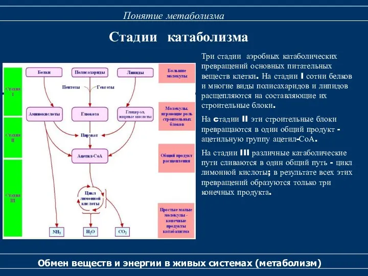 Стадии катаболизма Обмен веществ и энергии в живых системах (метаболизм)