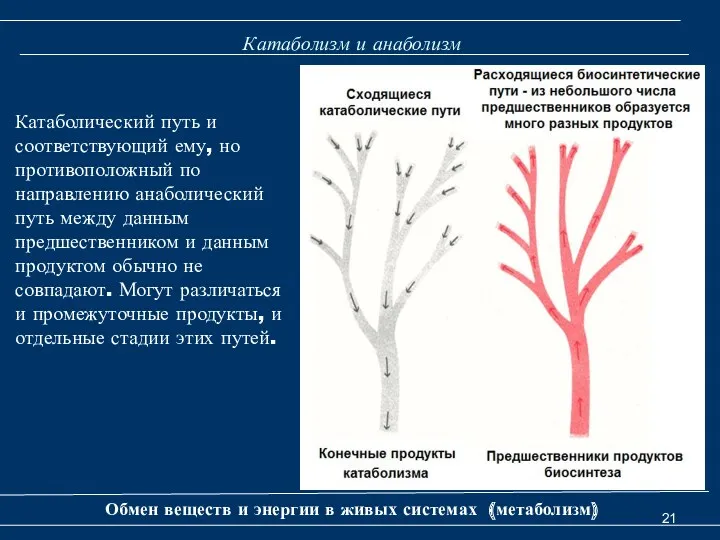 Катаболизм и анаболизм Обмен веществ и энергии в живых системах