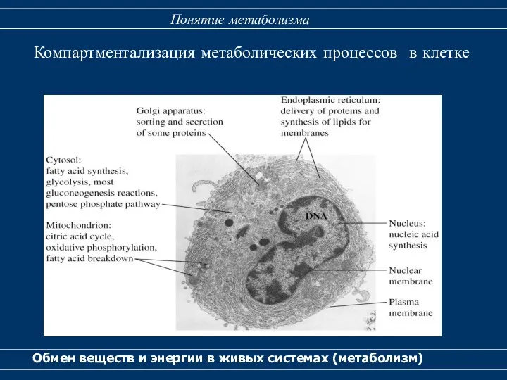 Обмен веществ и энергии в живых системах (метаболизм) Понятие метаболизма Компартментализация метаболических процессов в клетке