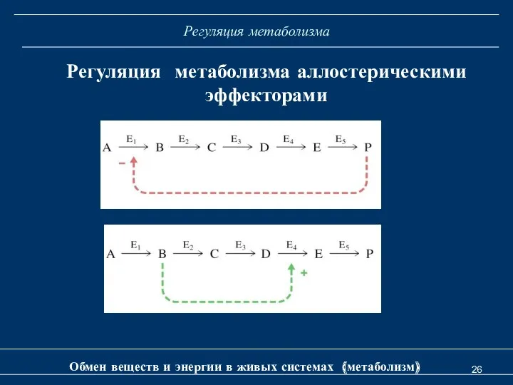 Регуляция метаболизма Регуляция метаболизма аллостерическими эффекторами Обмен веществ и энергии в живых системах (метаболизм)