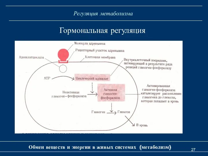 Регуляция метаболизма Обмен веществ и энергии в живых системах (метаболизм) Гормональная регуляция