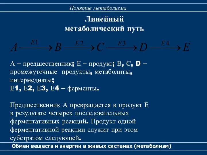 Линейный метаболический путь Обмен веществ и энергии в живых системах